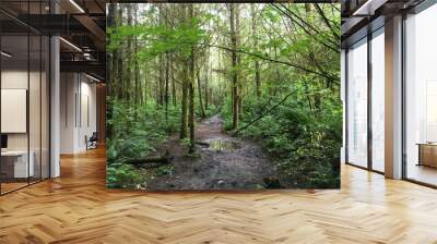 path in the forest Wall mural