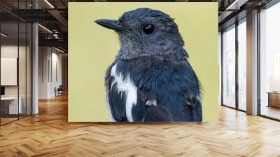 Oriental magpie robin female portrait Wall mural