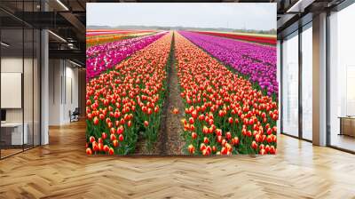 field of tulips with a blue sky Wall mural