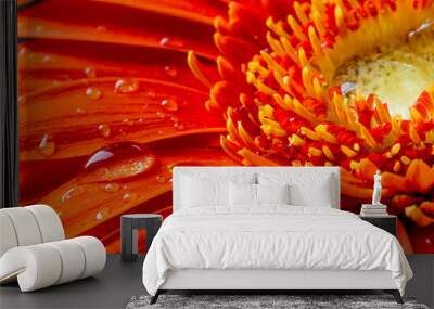 red gerbera flower with water droplets Wall mural