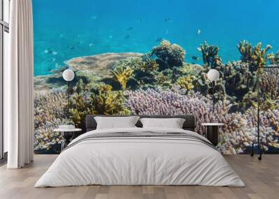 The sunlit coral reef in lagoon of South China sea near Redang island, Malaysia Wall mural