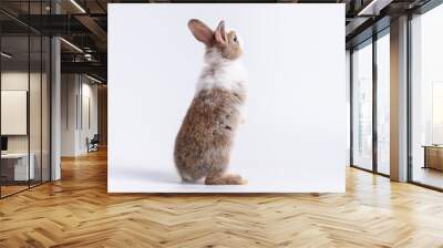 Back side of rabbit standing on white background. Lovely action of young rabbit. Wall mural