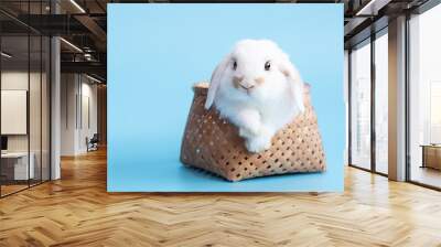 Front view of white cute baby holland lop rabbit in basket on blue background. Lovely action of young rabbit. Wall mural