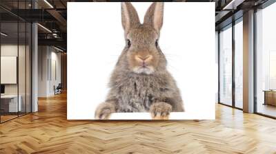 Head and face of gray rabbit looking over a signboard on white background. Wall mural