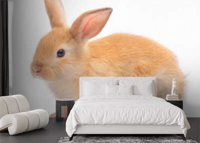 Red-Brown cute  rabbit isolated on white background. Lovely young brown rabbit. Wall mural