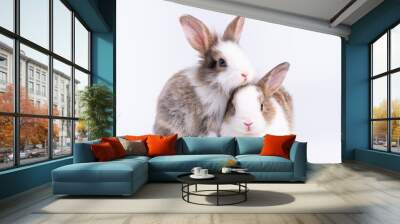 Two lovely baby rabbit sitting on white background. Lovely young rabbit sitting. Wall mural