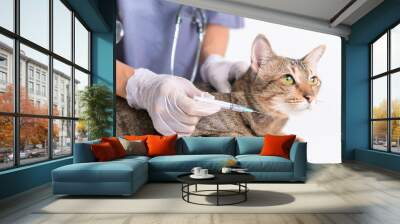 Veterinarian doctor vaccinating cat with syringe needle on Hand focus in close up at a vet clinic Wall mural