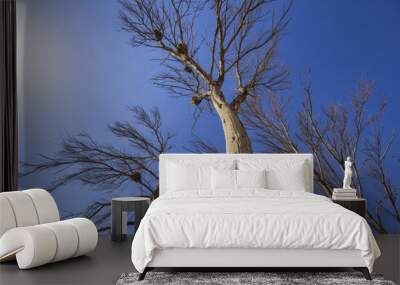 Nest in a dry tree under the blue sky, Wafra Kuwait Wall mural