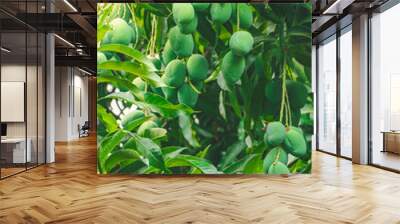 Mangoes on the tree Wall mural