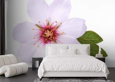 flower of almond on white background Wall mural