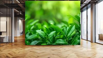 Close-up of vibrant, lush green leaves under natural sunlight, the image evokes freshness, growth, and the serene beauty of a summer day in nature. Wall mural