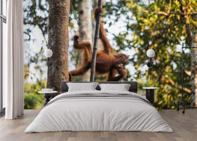 Orang Utan baby climbing a tree Wall mural