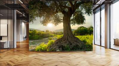 an olive tree taken at sunset in greece Wall mural