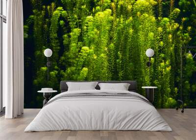 green aquatic plants with black background Wall mural