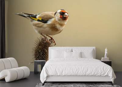 A european goldfinch (Carduelis carduelis) perched on a teasel to feed seeds. Wall mural