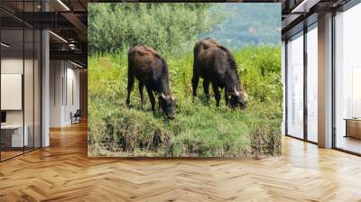 Greece, Lake Kerkini, two water buffaloes grazing Wall mural