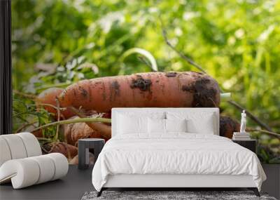 Closeup of Harvested Carrot with Leaves on Ground in an Agricultural Field in Horizontal Orientation Wall mural