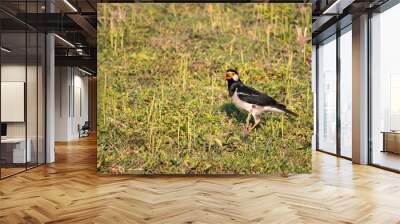 Pied Myna or Asian Pied Starling Bird in a Field Searching for Food with Selective Focus Wall mural