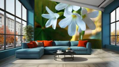 macro three white flowers Wall mural