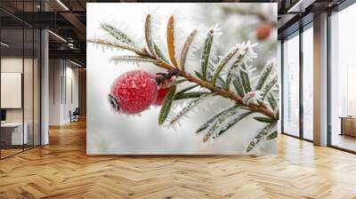 Frosty red berries on evergreen branch in winter Wall mural