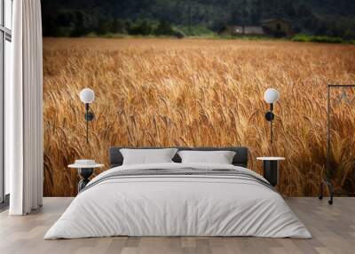 Mature cereal field at fin summer Wall mural