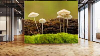 Nice close up picture from a small mushrooms Wall mural