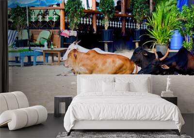 Goa, India: Sacred animal three cow sitting on a sandy beach. Animal gathering at day time. Wall mural