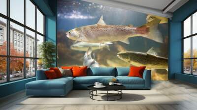 Salmon swimming Wall mural