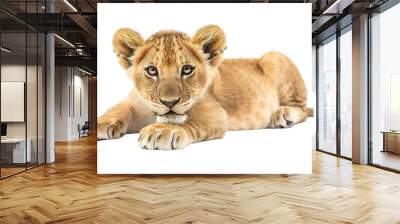 cute playful baby lion resting PNG transparent background isolated graphic resource Wall mural