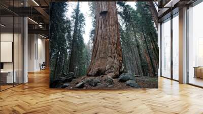 Low angle shot of a Sequoia trunk surrounded with pine trees in National Park, California, USA Wall mural