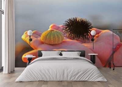 Sea urchin and its shell in morning lights Wall mural