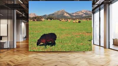 Sheep in the green meadow, Naxos island Wall mural