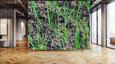 Onion cultivation. Green young sprouts of onion growing on the open ground at sunny day Wall mural