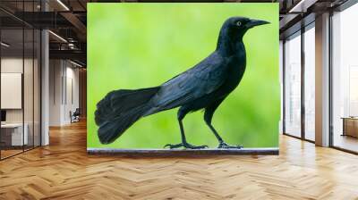 Carib grackle or Greater Antillean blackbird on green Wall mural