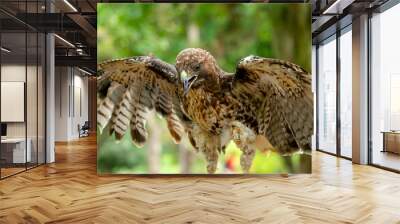 red-tailed hawk or Buteo jamaicensis close-up portrait Wall mural