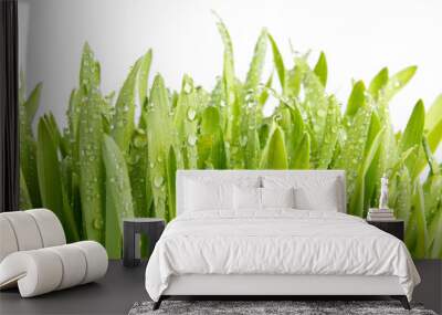 Wet green barley grass, isolated on white Wall mural