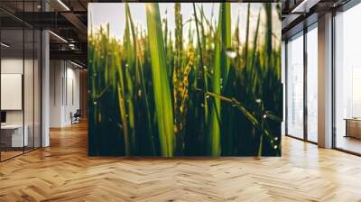 grass and water Wall mural