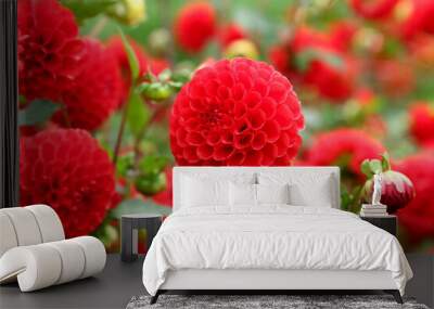 Beautiful red dahlias grow in the autumn garden, Green blurred background Wall mural