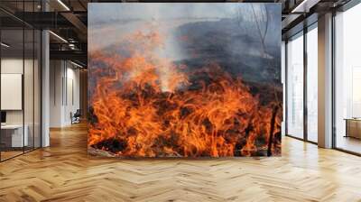 Burning field with old dry grass on fire at spring time in Latvia  Wall mural