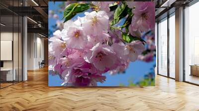 Close up of Cherry blossom tree or Sakura flower tree blossom on blue sky        Wall mural