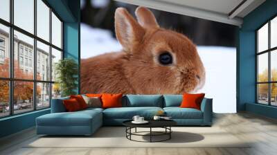 Different domestic rabbits on the farm, in winter time, on the snow Wall mural