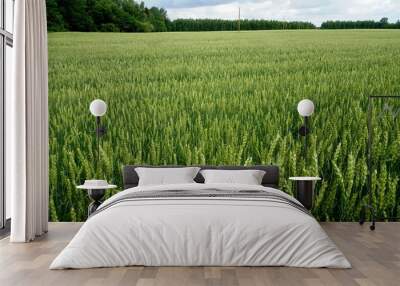 Green Wheat field. Wheat field in july.Beautiful green cereal field background                             Wall mural