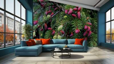 Spruce branches with young, light green shoots and new red cones. Young fir cones on tree branches, spring time. Wall mural