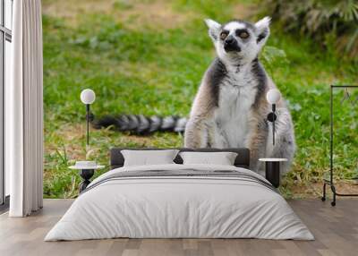 Single Ring-tailed lemur, Lemur catta, in a zoological garden Wall mural