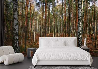 Wooded landscape of an European mixed forest thicket in autumn season in central Poland Wall mural