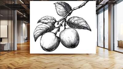 Black and white Vintage engraved art of a branch of apricots with leaves, isolated on white background, ink sketch illustration, simple vector art design, highly detailed line art, high contrasty  Wall mural