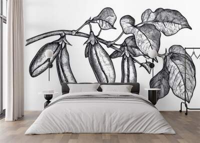 Black and white Vintage engraved art of scarlet runner bean vines, isolated on white background, ink sketch illustration, simple vector art design, highly detailed line art, high contrasty Wall mural