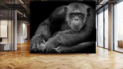 Black and White Cute Chimpanzee smile and catch big branch and look straight to front of him on black background Wall mural