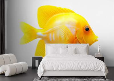 fish on white background Wall mural