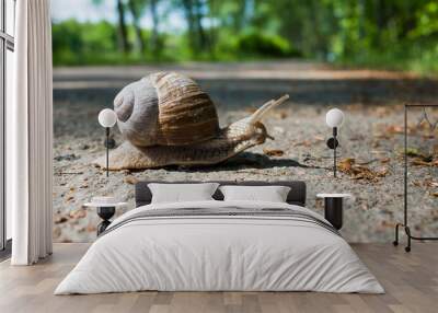 Snail crawling along a path in a park, Close-up photo of a gastropod mollusc with brown shell on a blurred nature background Wall mural